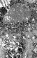 Byten'. Jewish cemetery.