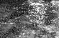 Byten'. Jewish cemetery.