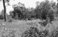 Dericheno. Jewish cemetery.