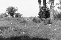 Dericheno. Jewish cemetery.