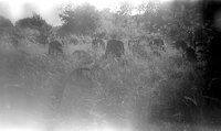 Druja. Jewish cemetery.