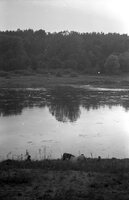 Polotsk. River bank.