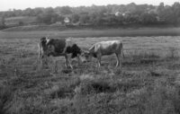 Jewish cemetery. Cows.