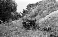 Shakhrisabz, 1992. Cow.