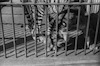 טיגריס בכלוב בגן חיות, אוסקה