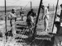 הקמת הגדר בצפון הארץ שצולמו ע"י אליהו כהן הצלם שליווה את כל הארץ.