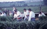 הווי קציר העומר הוצרים מימין : חיים דויטש, נחום שביט, צבי שביט, נחמן שנקר, מאחור המאלמות : חיה וינברג, חביבה מאירי.