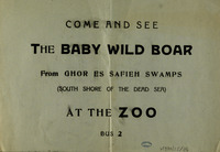 The Baby Wild Boar.