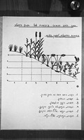 רפרודוקציות.
