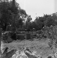 דבוריה?.