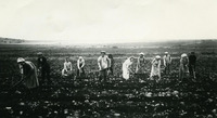 פלוגות של גדוד העבודה- מגדל.