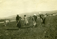 פלוגות של גדוד העבודה- מגדל.