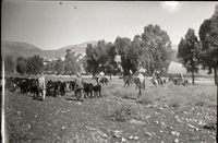 בדואים משבט אל-היב שנלחמו לצד הכוחות היהודיים בגליל במלחמת העצמאות