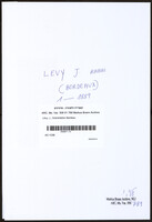 Lévy, J., Grandrabbin Bardeau.