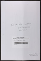 Rosenthal, Ludwig, Antiquariat, München.