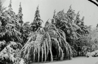 שלג בניר דוד (תל עמל).