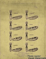 Bifurcotus.