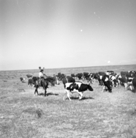 נירים.