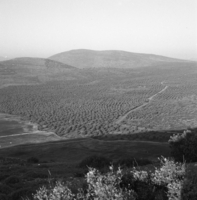חורבת אום על עמוד (שדה עמודים).