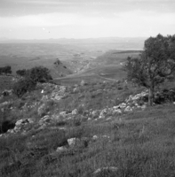 קרני חיטין.