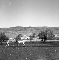כפר מנדא, עצמון.
