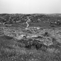 ציפורי.