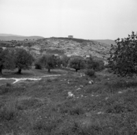 ציפורי.