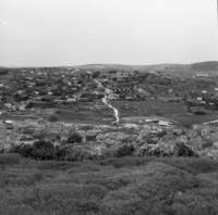 ציפורי.
