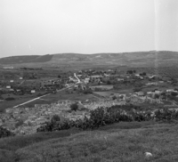 ציפורי.