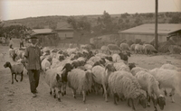 עדר צאן במושב ברקת.