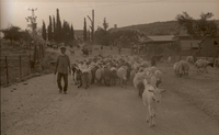 עדר צאן במושב ברקת.