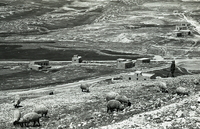 עדר כבשים ליד הרודיון.