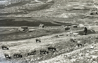 עדר כבשים ליד הרודיון.