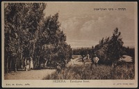 חדרה: ביער האוקליפטוס.