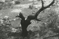 פארק תפן שבגליל.