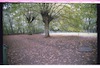 Photograph of: Jewish cemetery at Saarstr. in Eberswalde.