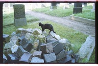 Photograph of: Jewish cemetery in Prenzlau : Remnants of tombstones from the Old cemetery, used as pavement of a street.