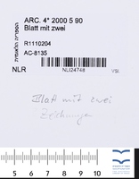 Blatt mit zwei Zeichnungen.