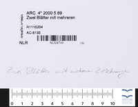Zwei Blätter mit mehreren Zeichnungen.