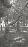 רמת ישי.