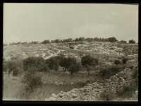 סבסטיה.