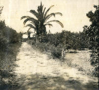 פרדס במושבה ראשון לציון.