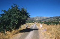 איקרית