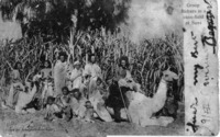 קבוצת נוודים (שבט Bichar) בשדה קנים בסואץ, מצרים.