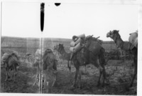 גמלים עם משאות.
