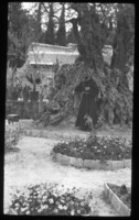 נזיר עומד ליד עץ זית עתיק בגת שמנים (כנסיית כל העמים), ירושלים.
