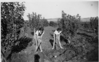 האחיות שרה (לימים רוזנברג) ורחל ליברמן (לימים כפרי) מנכשות עשבים במטע של משפחת ליברמן, מושב נהלל.