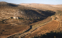 נחל שורק