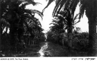 שדרות התמרים, ראשון לציון.