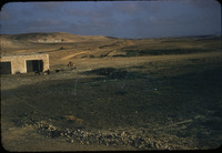 Ber Arara